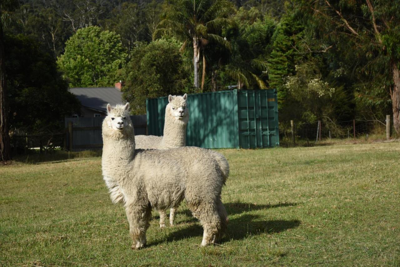 Mijen'S Manor Panzió Healesville Kültér fotó